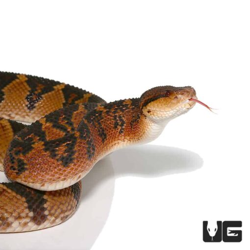 BUSHMASTER LACHESIS FOR SALE