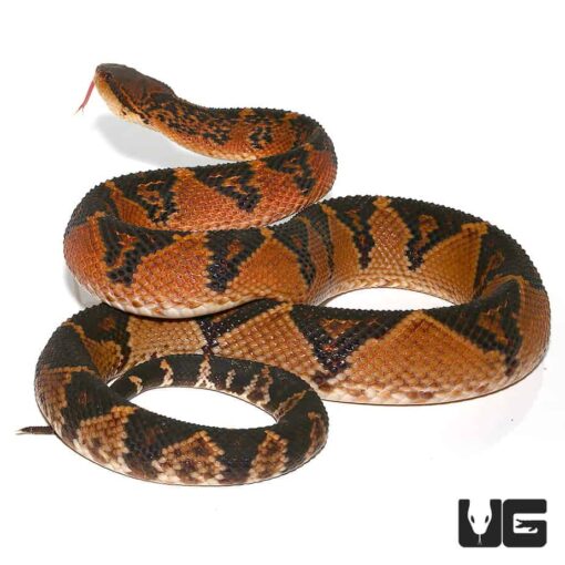 BUSHMASTER LACHESIS FOR SALE - Image 2