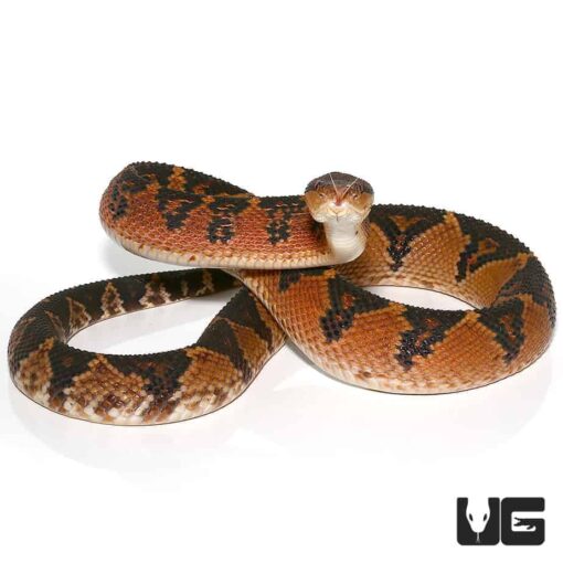 BUSHMASTER LACHESIS FOR SALE - Image 3