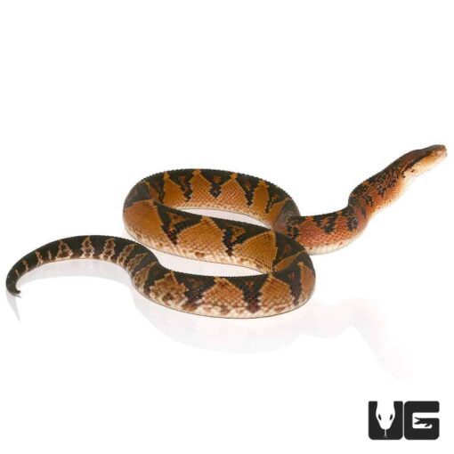 BUSHMASTER LACHESIS FOR SALE - Image 4
