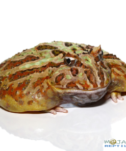 ADULT CAMO PACMAN FROGS FOR SALE 177g