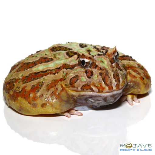 ADULT CAMO PACMAN FROGS FOR SALE 177g