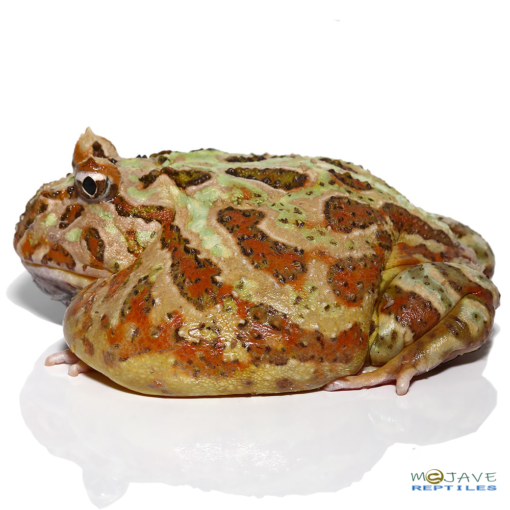 ADULT CAMO PACMAN FROGS FOR SALE 177g - Image 2