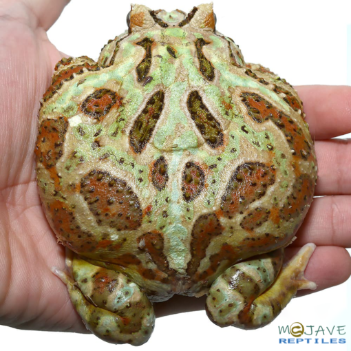 ADULT CAMO PACMAN FROGS FOR SALE 177g - Image 3