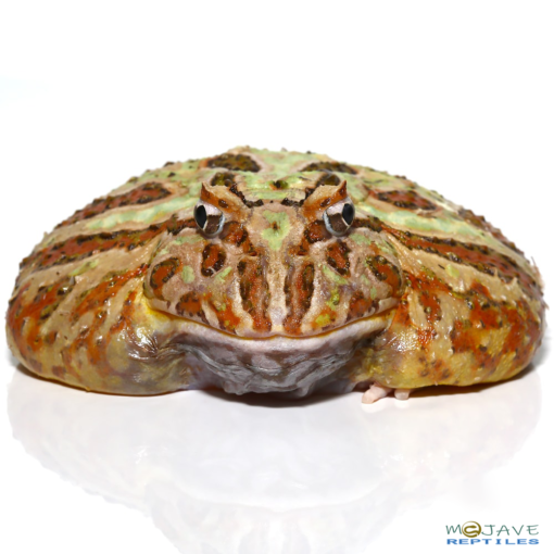 ADULT CAMO PACMAN FROGS FOR SALE 177g - Image 4