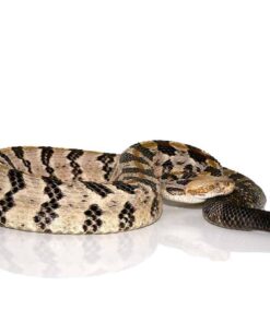 TEXAS BLACKTAIL RATTLESNAKE FOR SALE