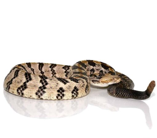 TEXAS BLACKTAIL RATTLESNAKE FOR SALE