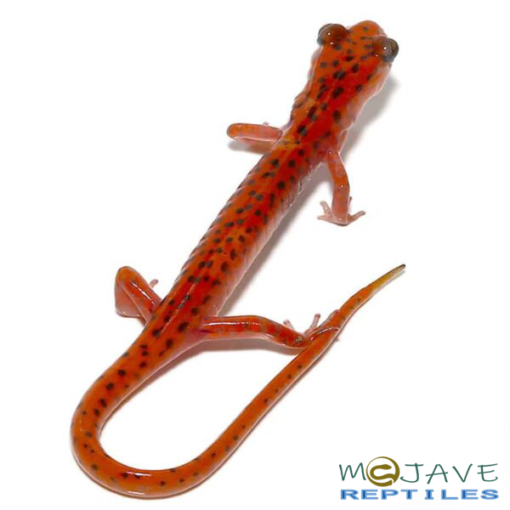 CAVE SALAMANDERS FOR SALE - Image 2