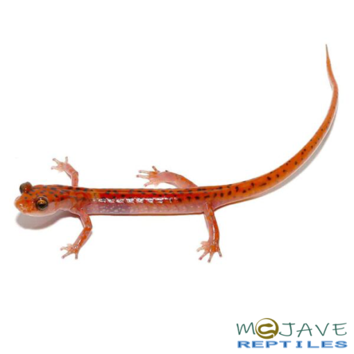 CAVE SALAMANDERS FOR SALE - Image 3
