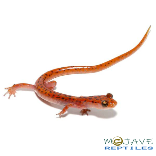 CAVE SALAMANDERS FOR SALE - Image 4