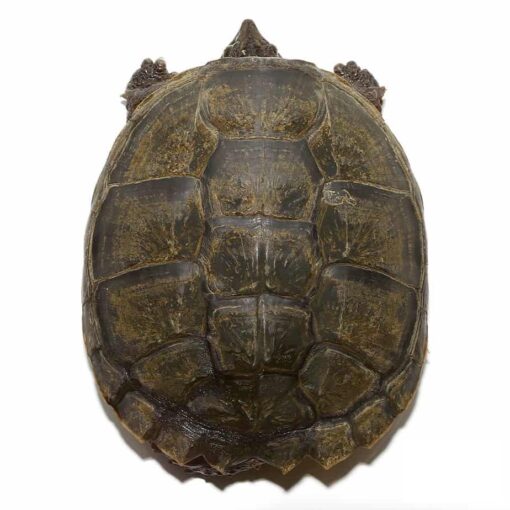 JUVENILE FLORIDA SNAPPING TURTLES FOR SALE - Image 2