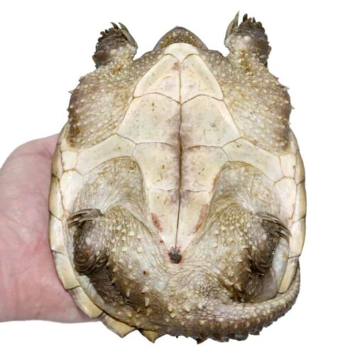 JUVENILE FLORIDA SNAPPING TURTLES FOR SALE - Image 3