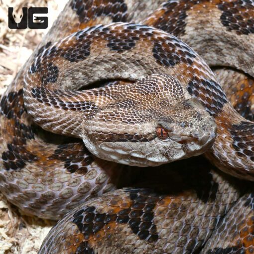 A ELEGANT PIT VIPER PAIR FOR SALE