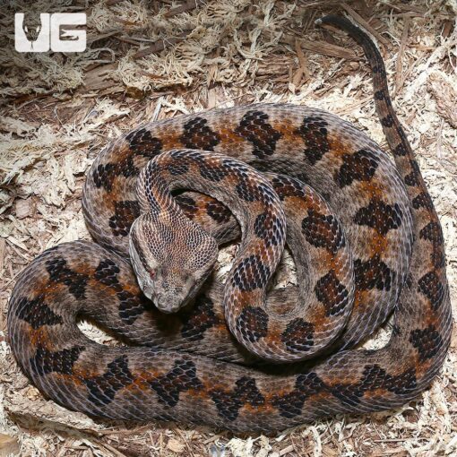 A ELEGANT PIT VIPER PAIR FOR SALE - Image 2