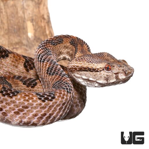 A ELEGANT PIT VIPER PAIR FOR SALE - Image 4