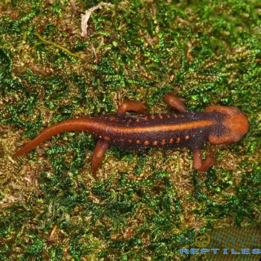EMPEROR NEWTS FOR SALE - Image 3