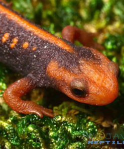 EMPEROR NEWTS FOR SALE
