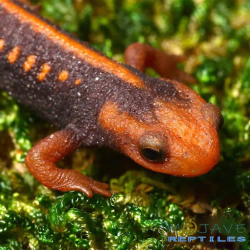 EMPEROR NEWTS FOR SALE