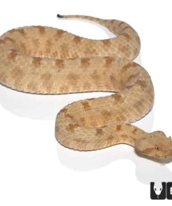 FIELD'S HORN VIPERS FOR SALE