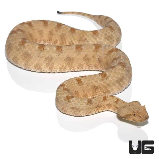FIELD'S HORN VIPERS FOR SALE