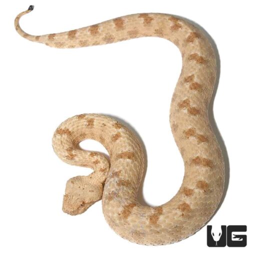 FIELD'S HORN VIPERS FOR SALE - Image 2