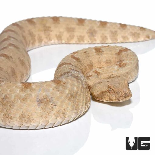 FIELD'S HORN VIPERS FOR SALE - Image 3