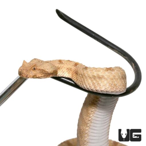 FIELD'S HORN VIPERS FOR SALE - Image 4
