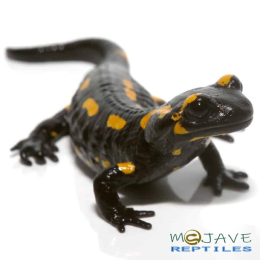 FIRE SALAMANDERS FOR SALE