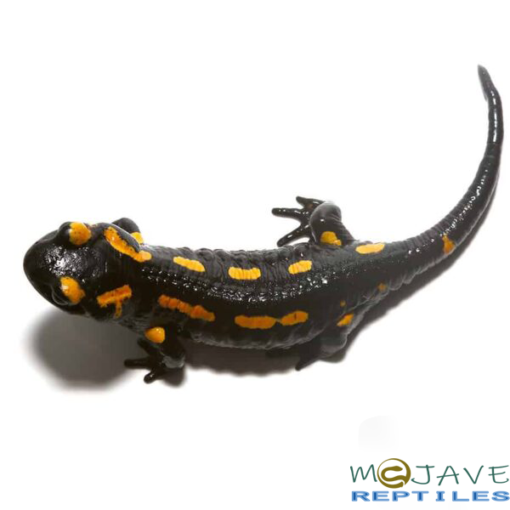 FIRE SALAMANDERS FOR SALE - Image 2