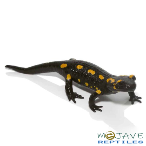 FIRE SALAMANDERS FOR SALE - Image 3