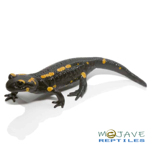 FIRE SALAMANDERS FOR SALE - Image 4