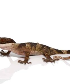 GIANT BENT TOED GECKOS FOR SALE