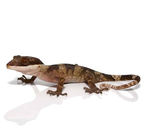 GIANT BENT TOED GECKOS FOR SALE