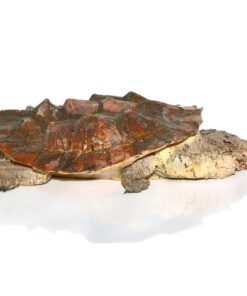 MATA MATA TURTLES FOR SALE