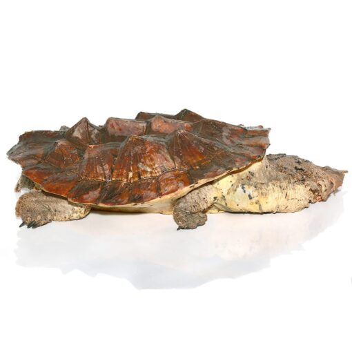 MATA MATA TURTLES FOR SALE