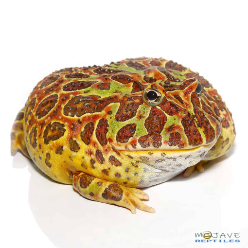 ADULT FEMALE RED ORNATE PACMAN FROG FOR SALE - Image 2