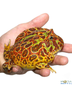 ADULT FEMALE RED ORNATE PACMAN FROG FOR SALE