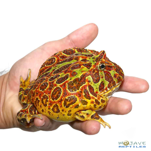 ADULT FEMALE RED ORNATE PACMAN FROG FOR SALE