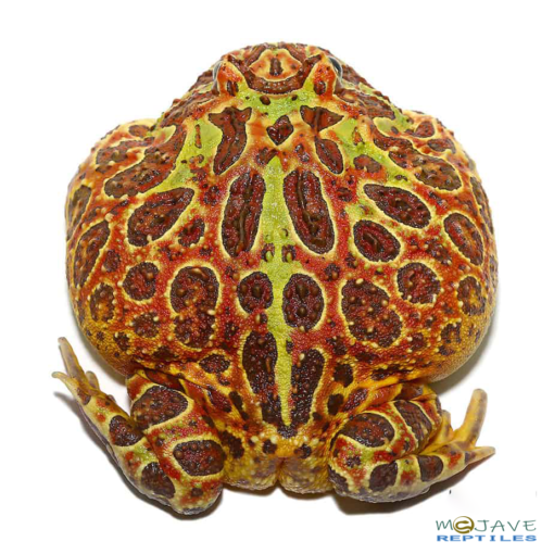 ADULT FEMALE RED ORNATE PACMAN FROG FOR SALE - Image 3