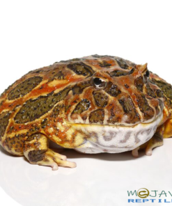 ADULT HIGH RED ORNATE PACMAN FROGS FOR SALE 201g
