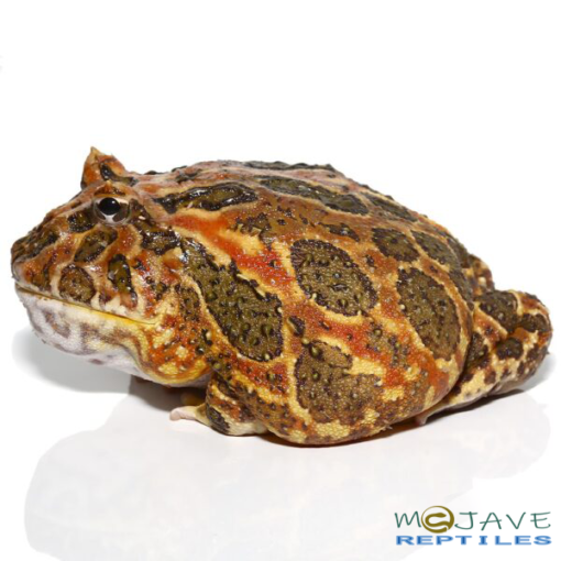 ADULT HIGH RED ORNATE PACMAN FROGS FOR SALE 201g - Image 2