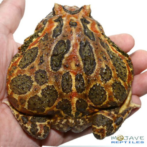 ADULT HIGH RED ORNATE PACMAN FROGS FOR SALE 201g - Image 3