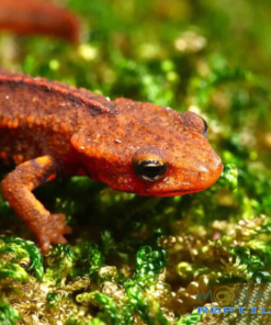 HONG KONG WARTY NEWTS FOR SALE