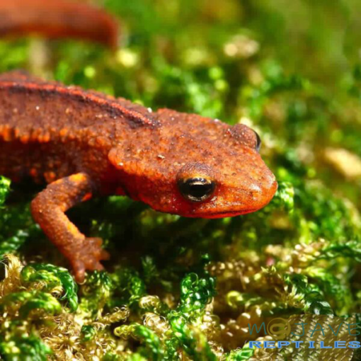 HONG KONG WARTY NEWTS FOR SALE