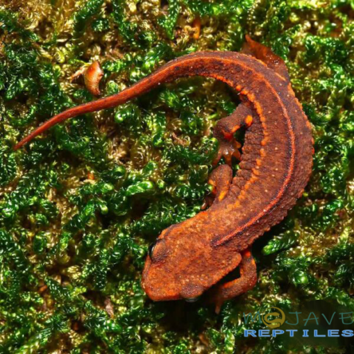 HONG KONG WARTY NEWTS FOR SALE - Image 2