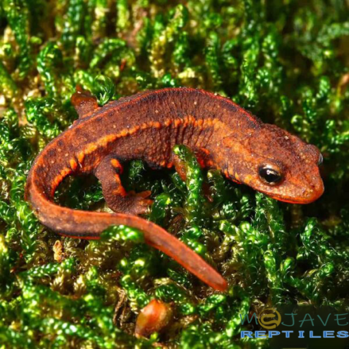 HONG KONG WARTY NEWTS FOR SALE - Image 3