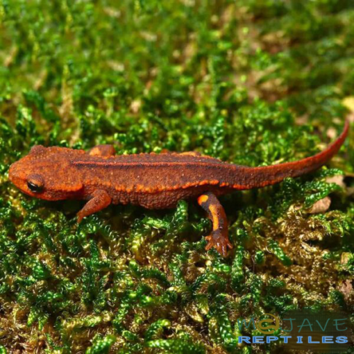 HONG KONG WARTY NEWTS FOR SALE - Image 4