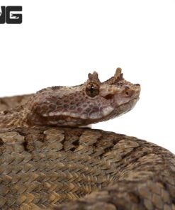 HORNED PIT VIPERS FOR SALE