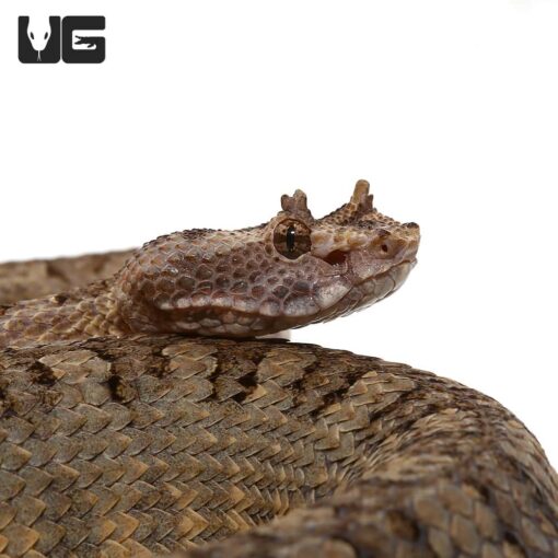 HORNED PIT VIPERS FOR SALE