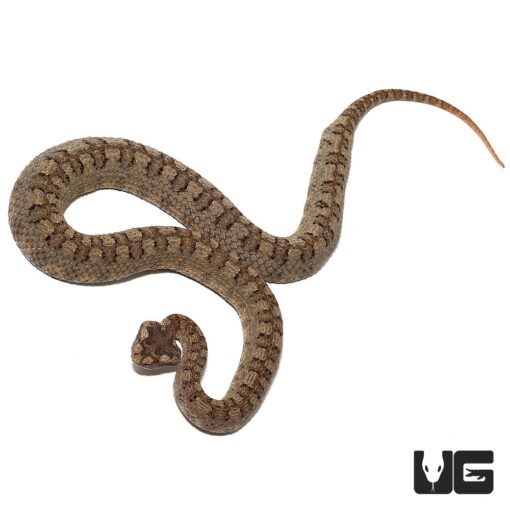 HORNED PIT VIPERS FOR SALE - Image 2